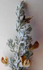 Aspalathus leucophylla