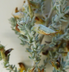 Aspalathus leucophylla