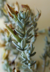 Aspalathus leucophylla