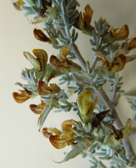 Aspalathus leucophylla