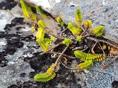 Veronica notialis