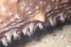 Apostichopus parvimensis