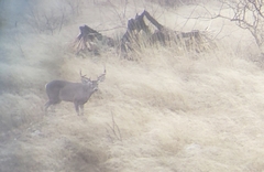 Odocoileus virginianus