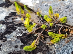 Veronica notialis