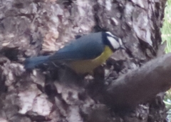 Cyanistes teneriffae