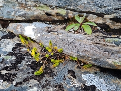 Veronica notialis