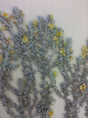 Aspalathus leucophylla