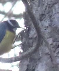 Cyanistes teneriffae