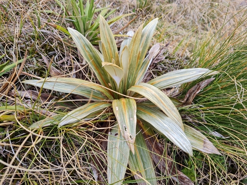 Image of Celmisia coriacea by (c) Penelope Noel Gillette, some rights reserved (CC BY)