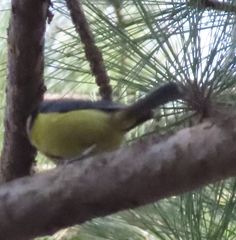 Cyanistes teneriffae