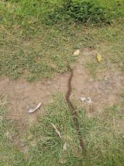 Crotalus polystictus