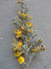 Aspalathus leucophylla