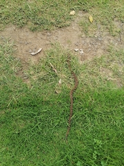 Crotalus polystictus