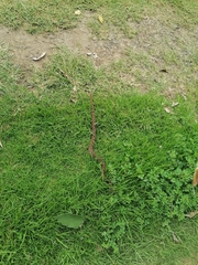 Crotalus polystictus