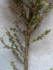 Aspalathus leucophylla