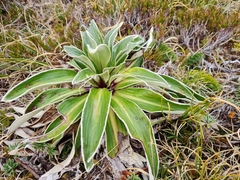 Celmisia verbascifolia