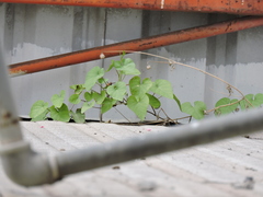 Ipomoea amnicola