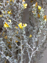 Aspalathus leucophylla