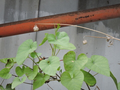 Ipomoea amnicola