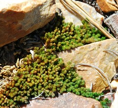 Selaginella watsonii