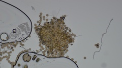 Phragmidium rubi-idaei