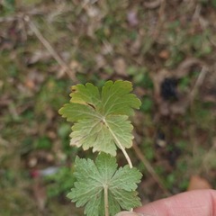 Geranium phaeum