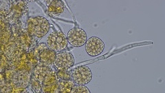 Phragmidium rubi-idaei