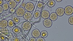 Phragmidium rubi-idaei