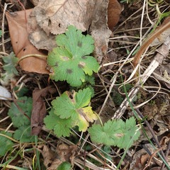 Geranium phaeum