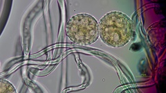 Phragmidium rubi-idaei