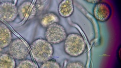 Phragmidium rubi-idaei