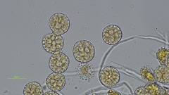 Phragmidium rubi-idaei