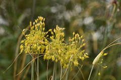 Allium flavum