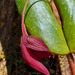 Pleurothallis adeleae - Photo (c) rudymaex, algunos derechos reservados (CC BY-NC)