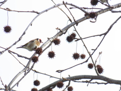 Carduelis carduelis