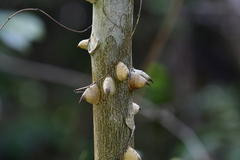 Zanthoxylum martinicense