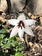 Tulipa clusiana