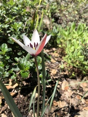 Tulipa clusiana