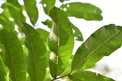 Zanthoxylum martinicense