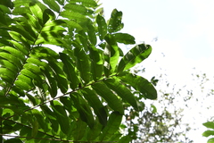 Zanthoxylum martinicense