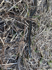 Thamnophis saurita nitae