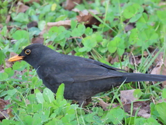 Turdus merula