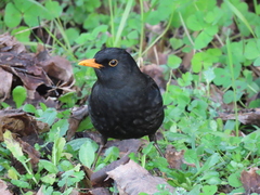 Turdus merula