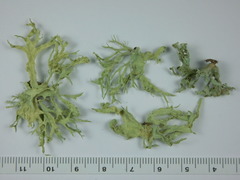 Ramalina canariensis