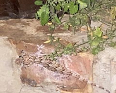 Chondrodactylus bibronii