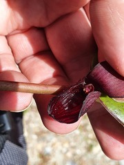 Pleurothallis adeleae