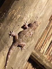 Chondrodactylus bibronii