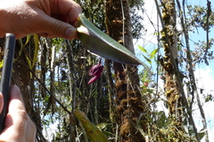 Pleurothallis adeleae