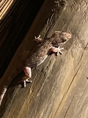 Chondrodactylus bibronii