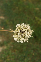 Allium pallens